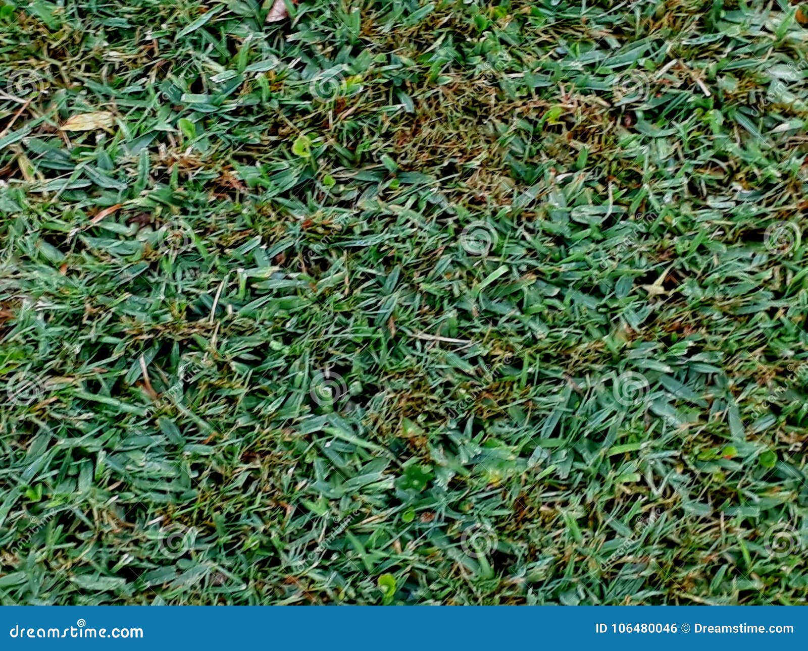 fondo pasto verde trextura / green grass texture background