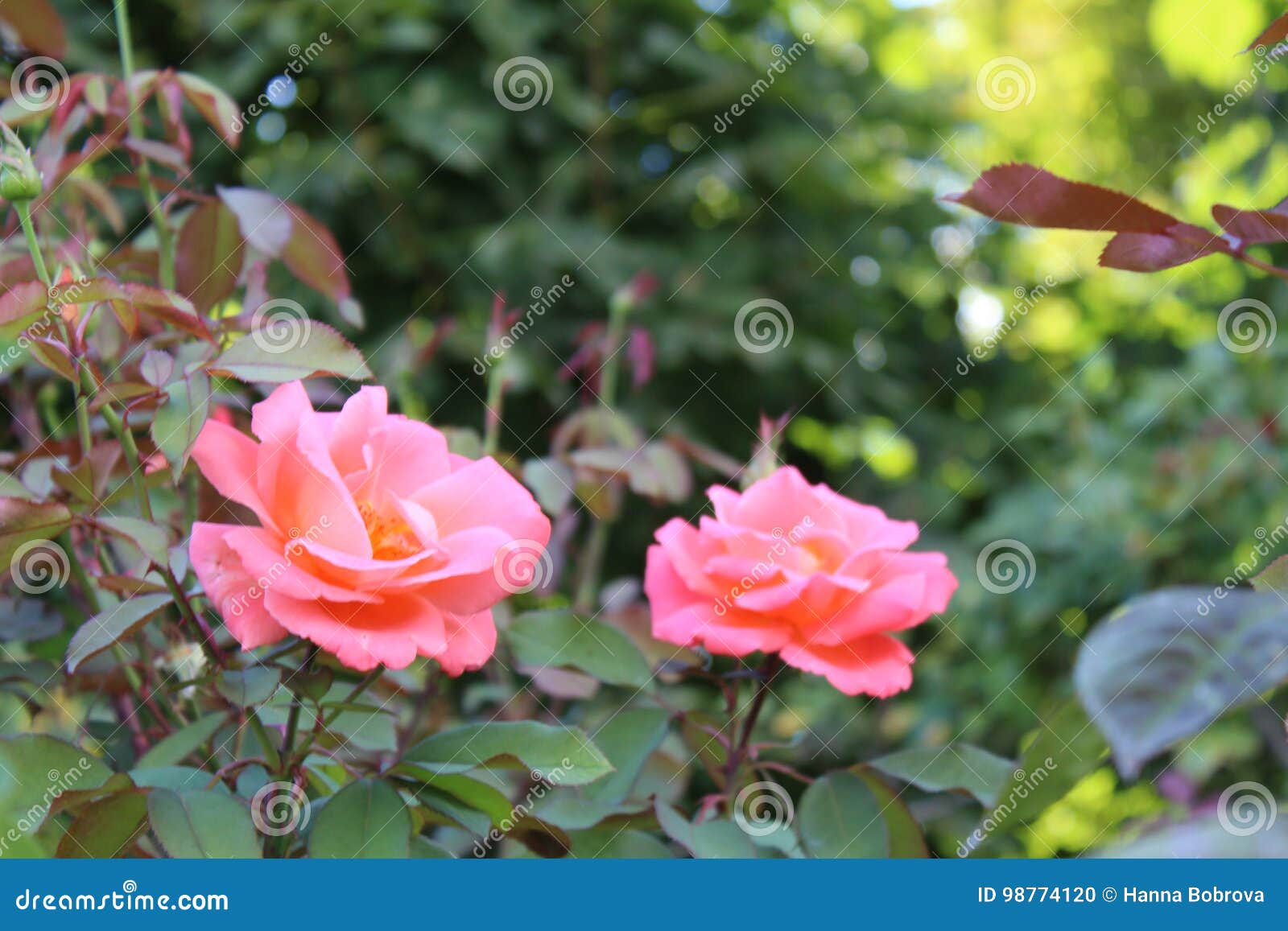 Fondo rosado de las rosas del color. Rosas hermosas en jardín, rosas para Valentine Day