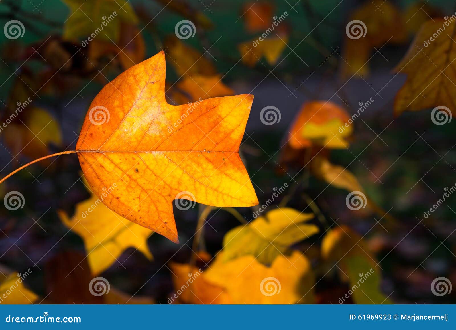Fondo variopinto del fogliame di Autumn Leaves Sunny Fall Landscape. Foglie di autunno gialle, arancio e rosse il giorno soleggiato nei parchi dell'università di Oxford, paesaggio dell'autunno con fogliame variopinto, bello fondo