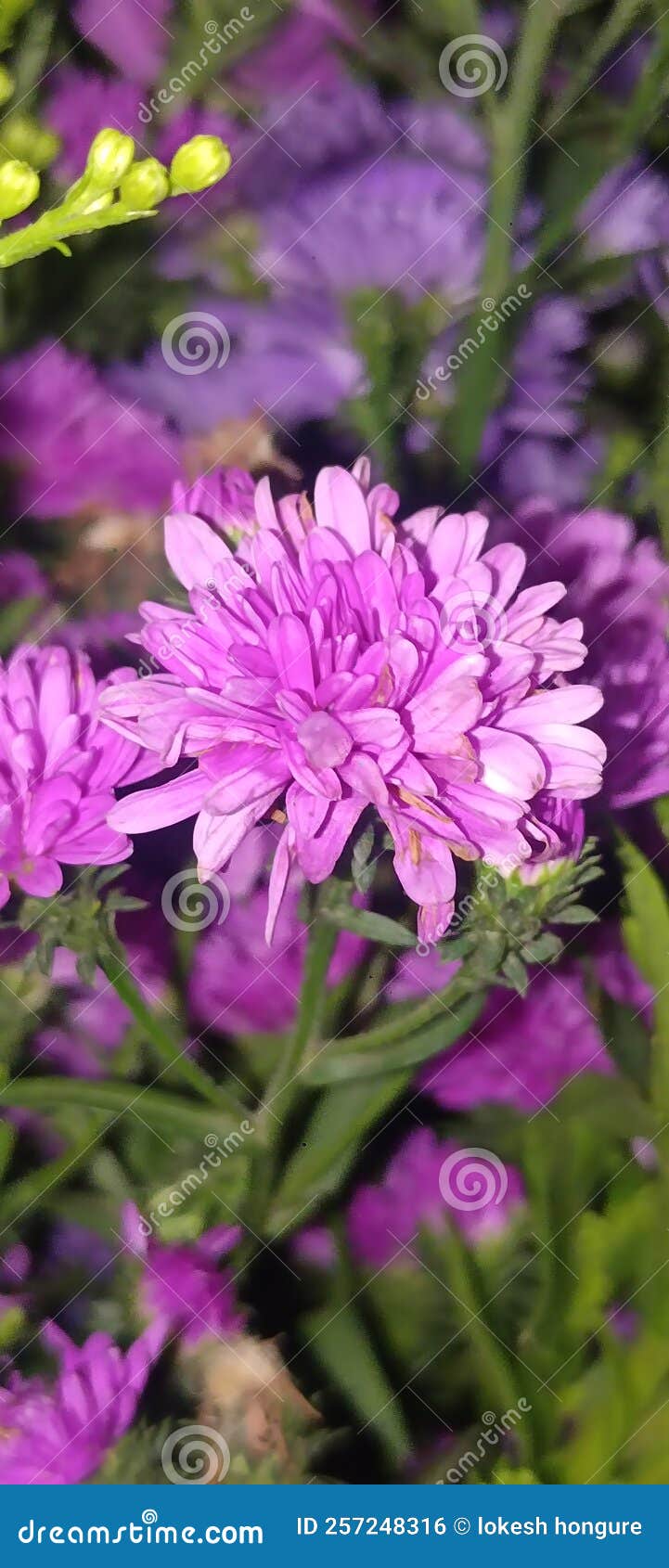 Fondos De Pantalla De Flores Naturales