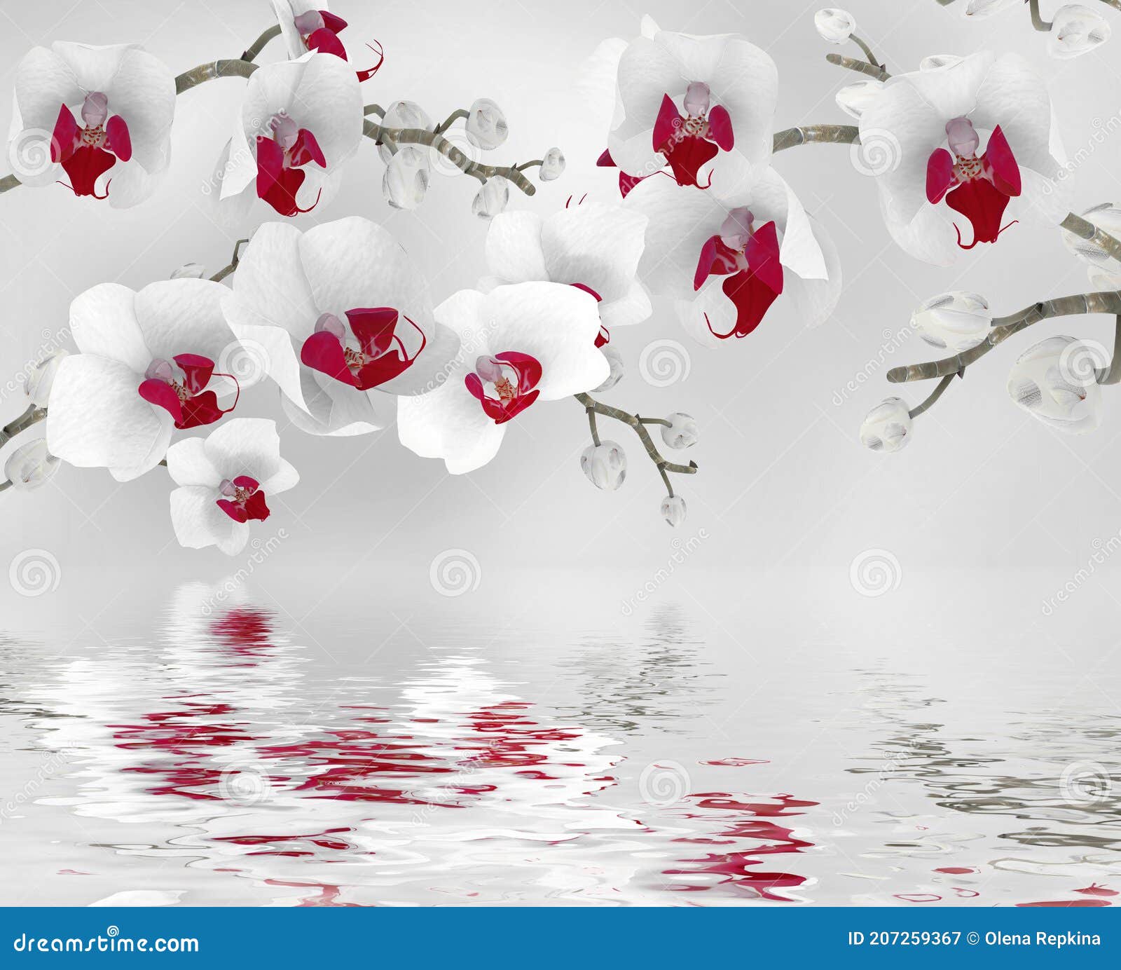 Fondos De Pantalla Flores De Orquídea Blanca Con Reflexión En Agua 3d Renderizado Stock de ilustración - Ilustración de fondo, elegante: 207259367 Fondos De Pantalla Flores De Orquídea Blanca Con Reflexión En Agua 3d Renderizado Stock de ilustración - Ilustración de fondo, elegante: 207259367