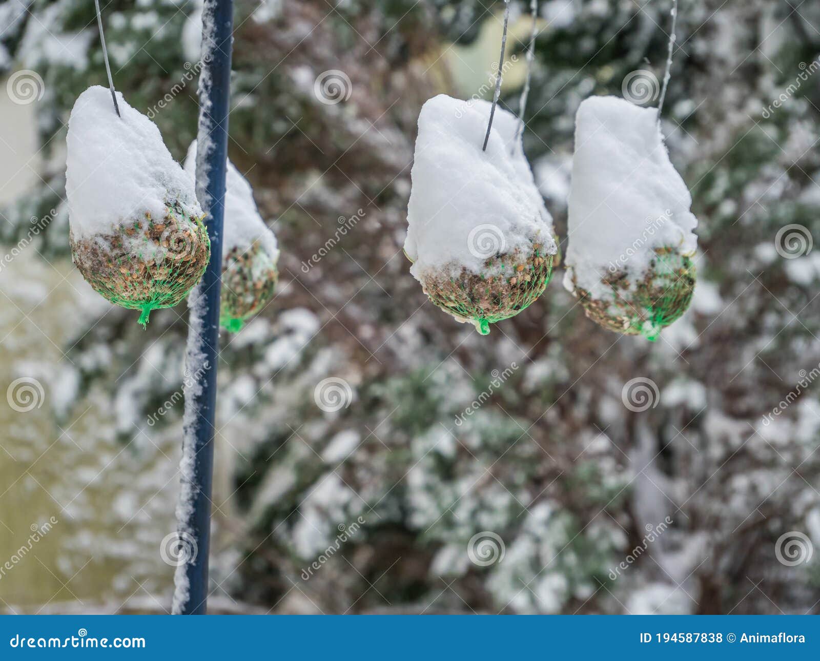 Food for birds in winter stock photo. Image of white 194587838