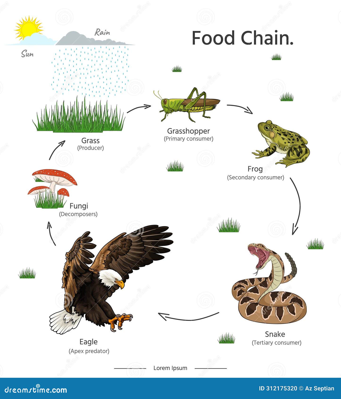 food chain animal example s