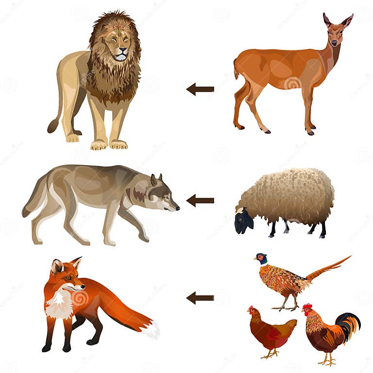 Food chain animals stock vector. Illustration of bird Biology Diagrams