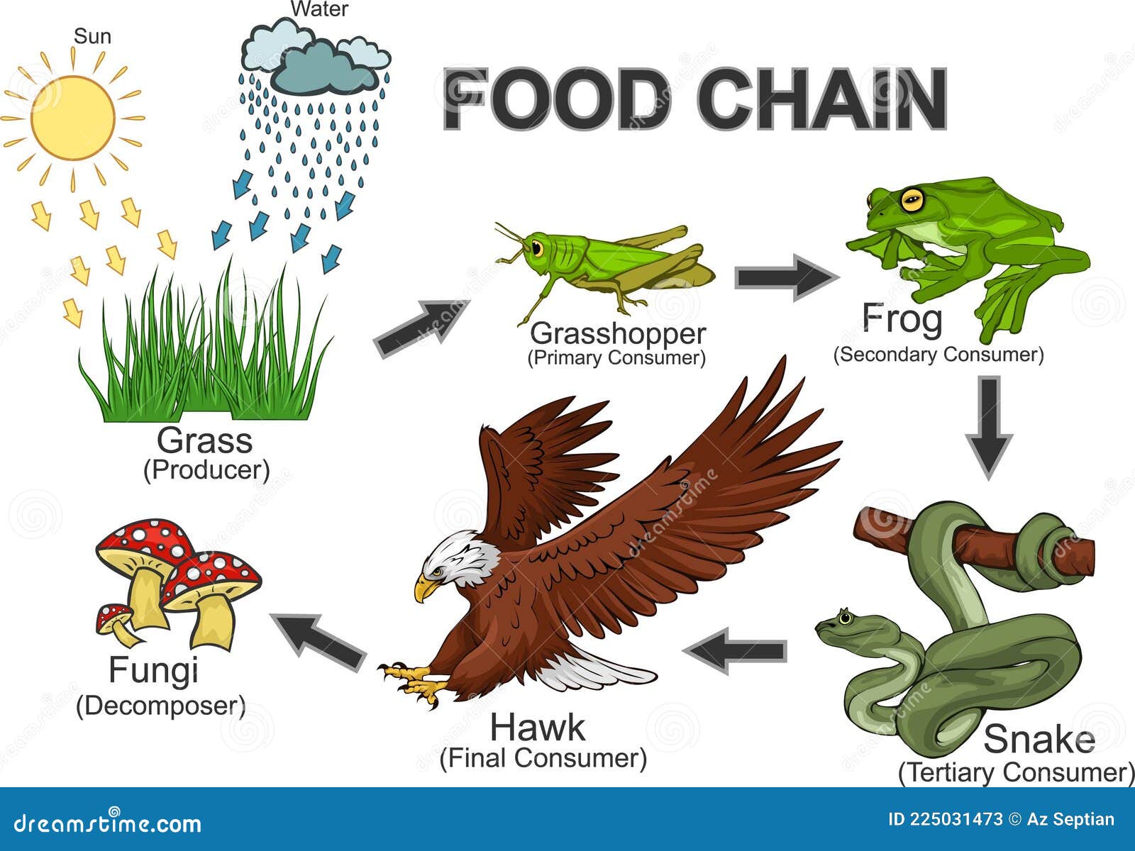 Food Chain Animals Vector Art 2 Stock Vector - Illustration of science,  decomposernsixth: 225031473