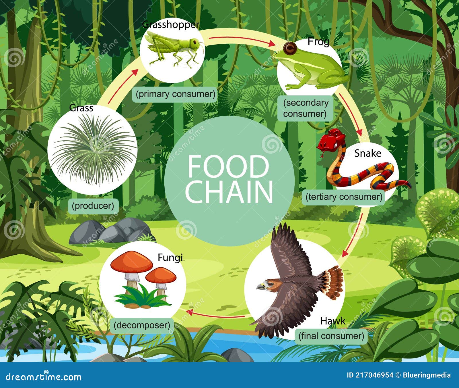Amazon Jungle Food Chain Biology Diagrams