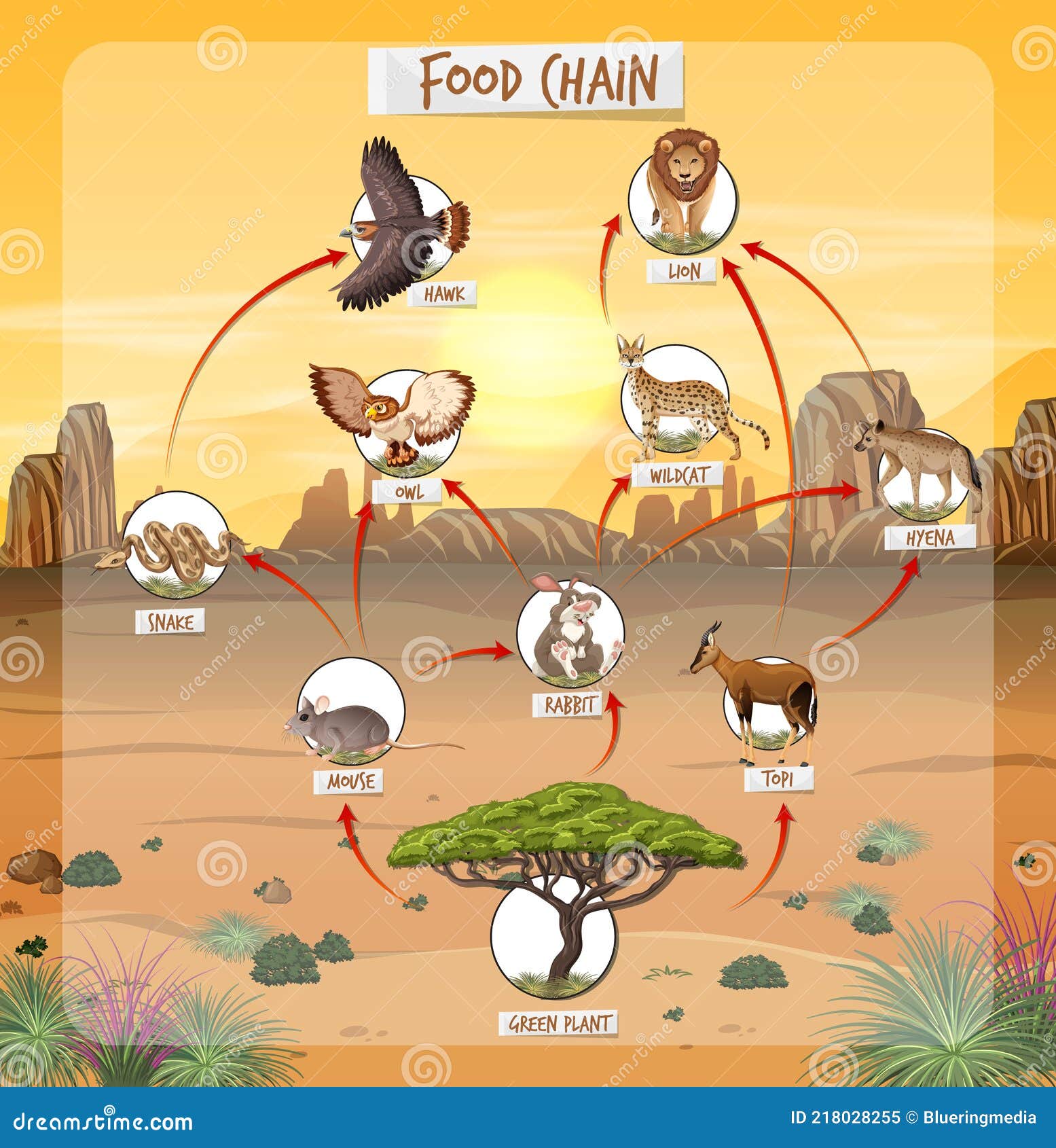 Sahara Desert Food Chain