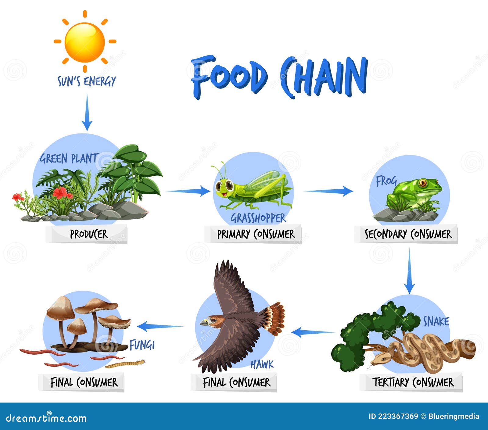 Food chain diagram concept stock vector. Illustration of food - 223367369