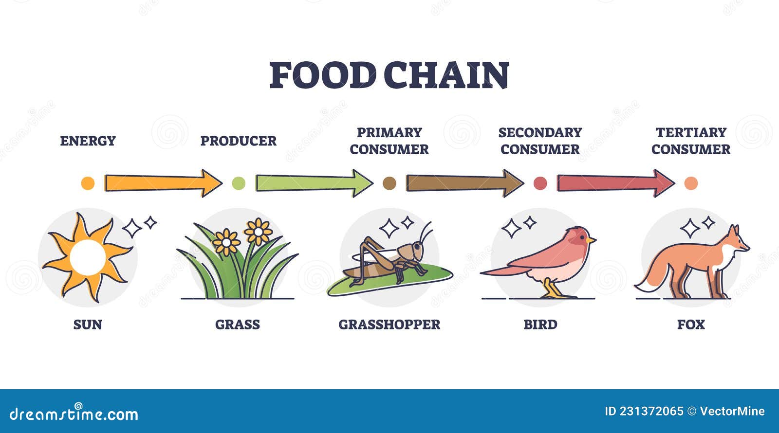 Food Chain Levels and Animal Classification by Eating Type Outline Diagram  Stock Vector - Illustration of scheme, vector: 231372065