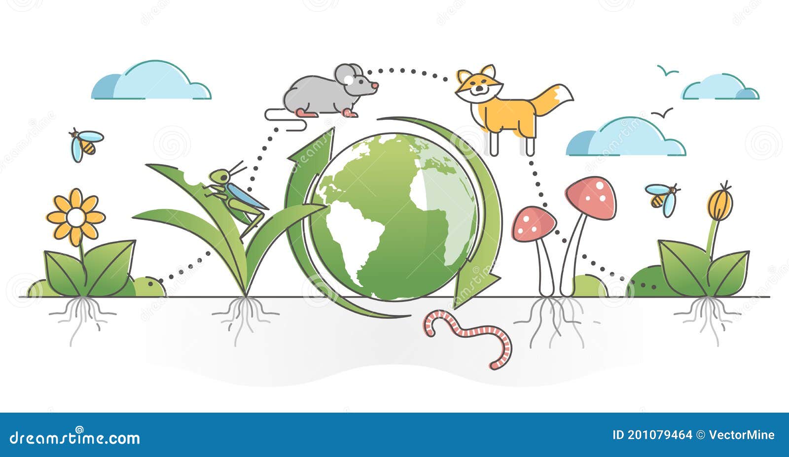 food chain process cycle with producers and apex predators outline concept