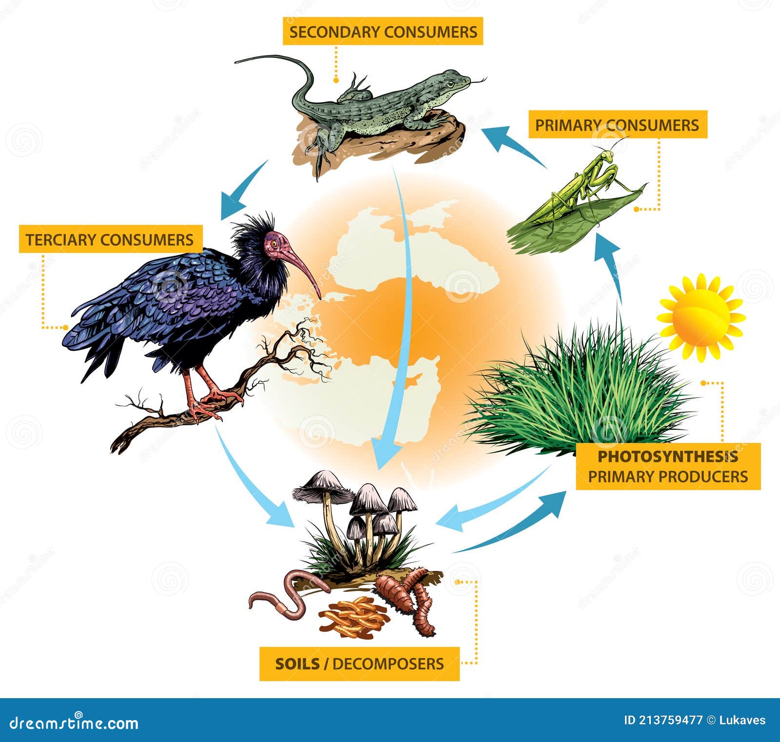 turkey example stock vector Illustration of northern Biology Diagrams