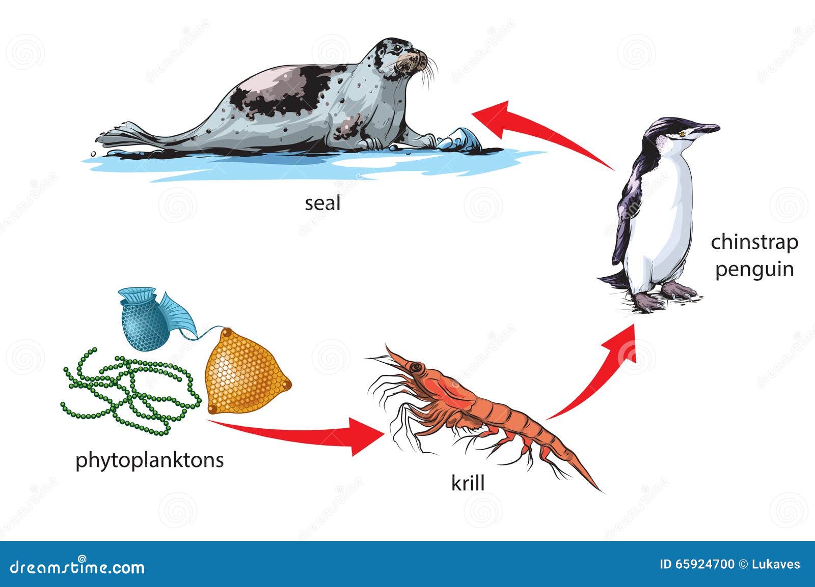 Food chain stock vector. Illustration of predator, krill - 65924700