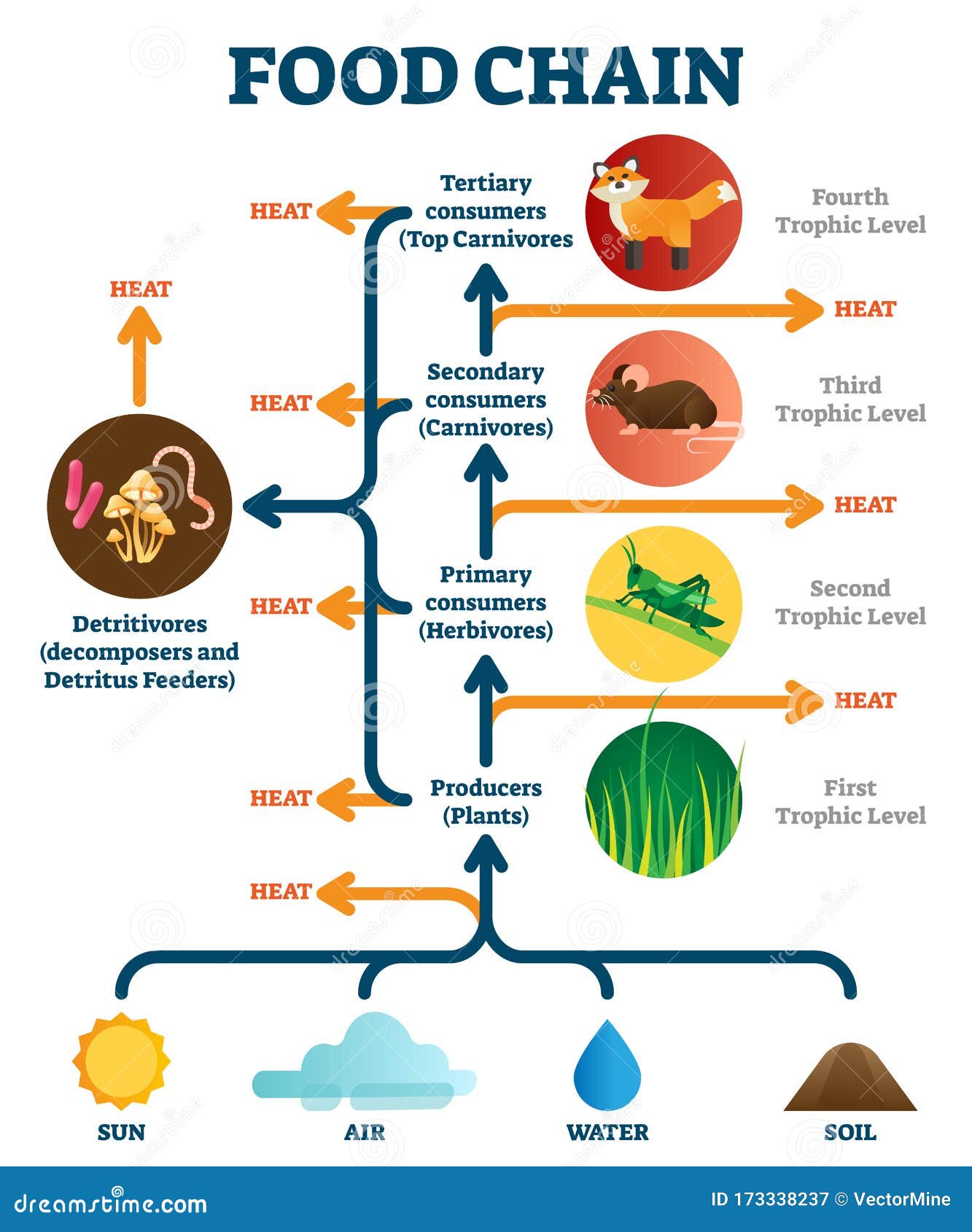 food chain   diagram