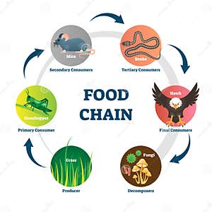 Decomposers Stock Illustrations 20 Decomposers Stock Illustrations 