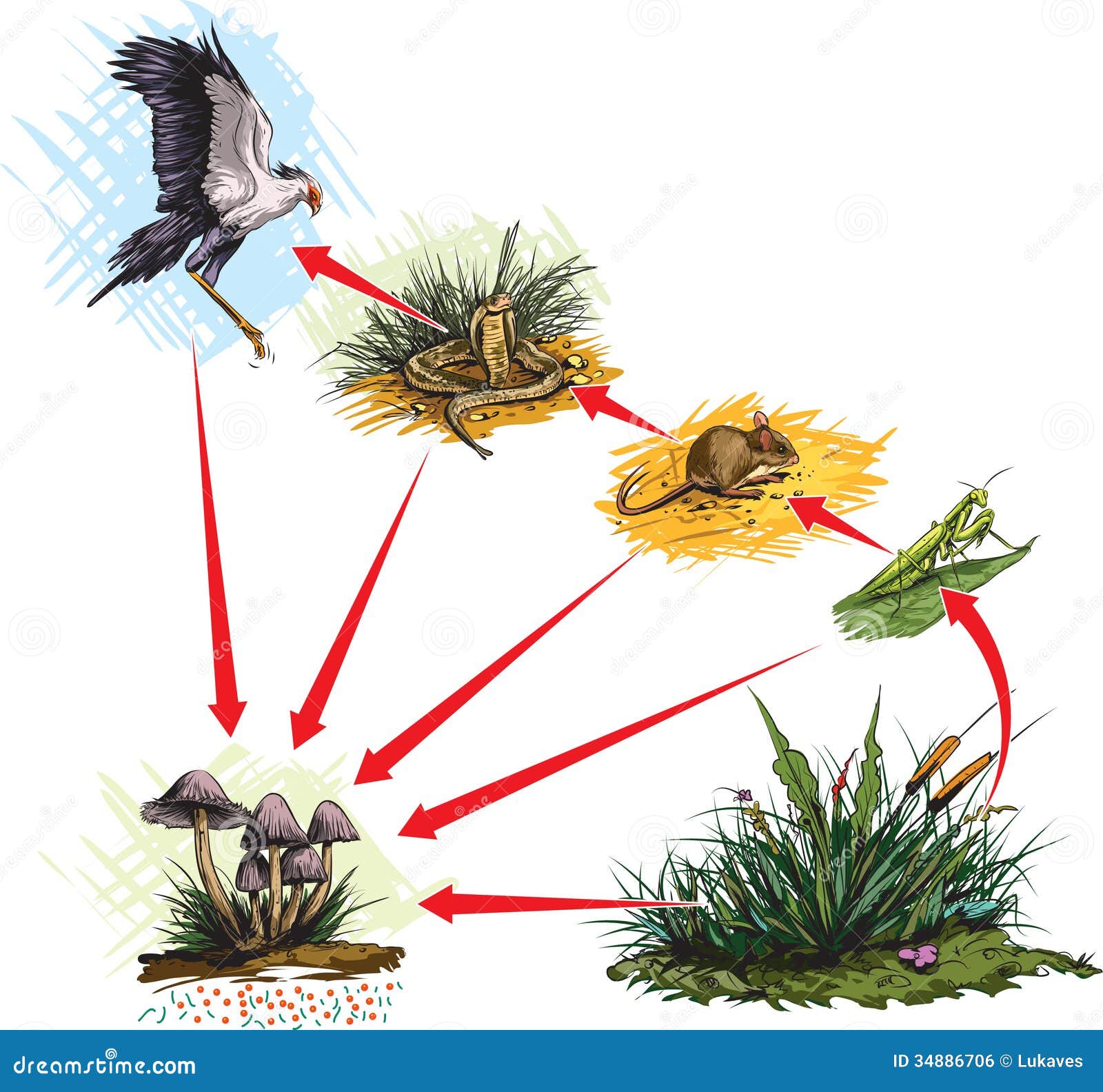 Grassland Animals And Plants Food Web Biology Diagrams