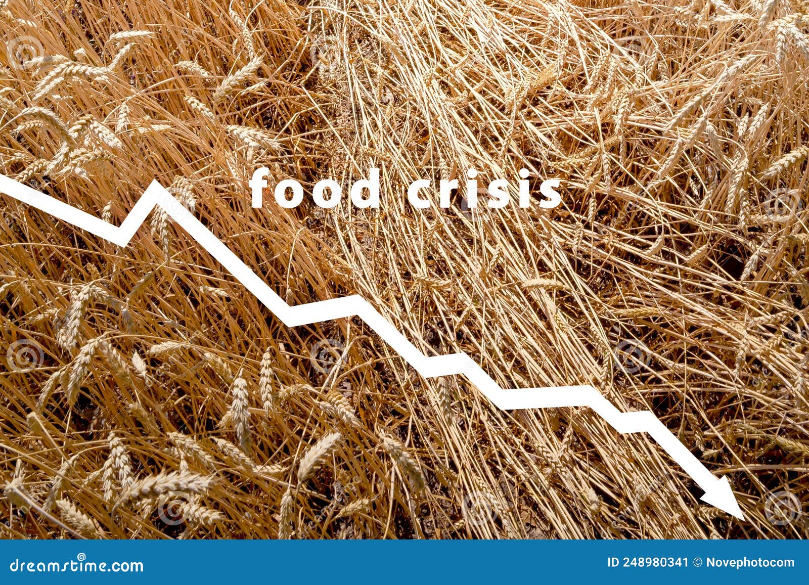 Food Crisis Cereal Crop Failure The Shortage Of Bread Russian