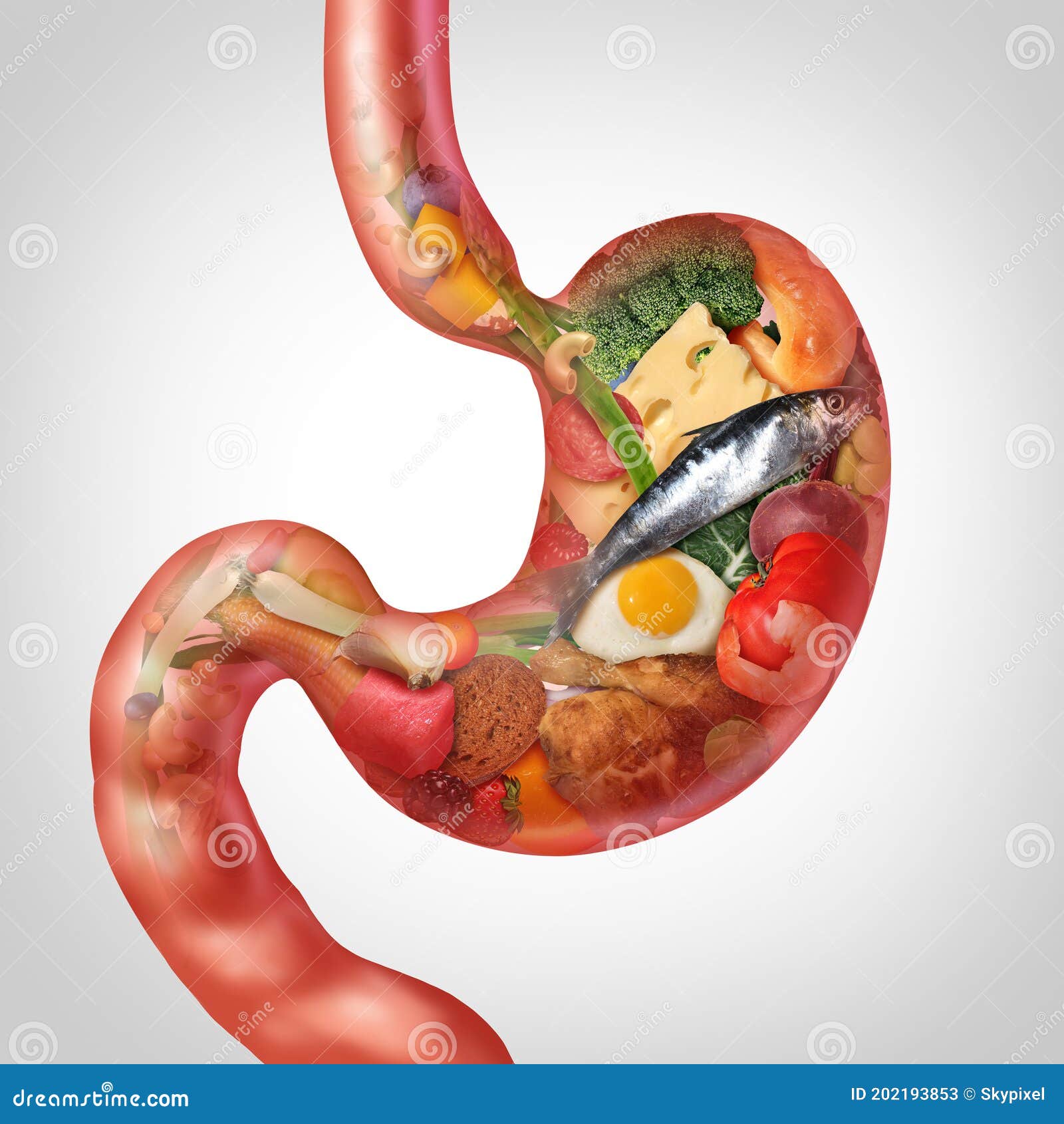 Food Digestion stock illustration. Illustration of human - 202193853