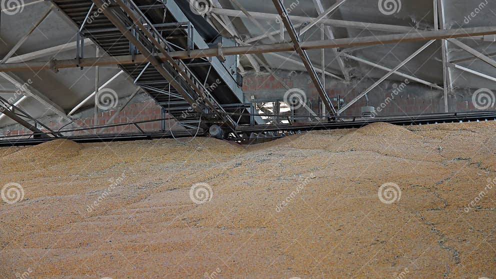 Food Grains Warehouse stock photo. Image of equipment 60382194