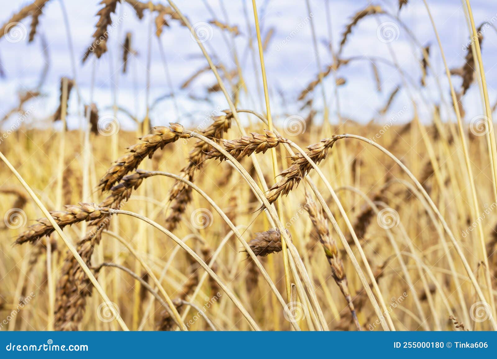 close-up of ripe ears of wheat on beautiful sky background. flour ingredients, bread making, brewing