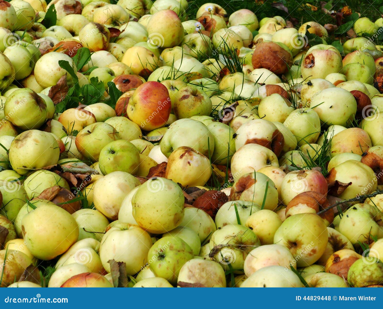 food overproduction, apples rot on the garbage dump