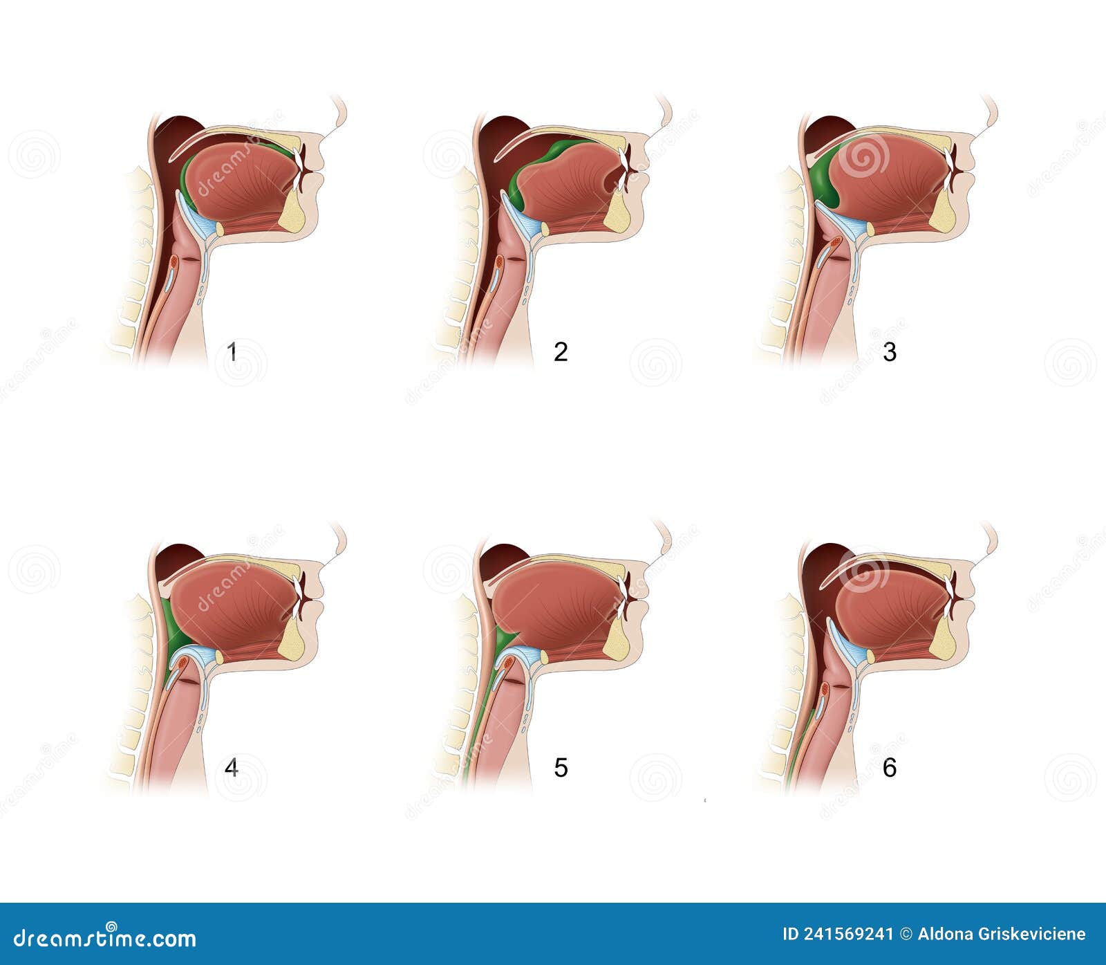 pharynx. swallowing process
