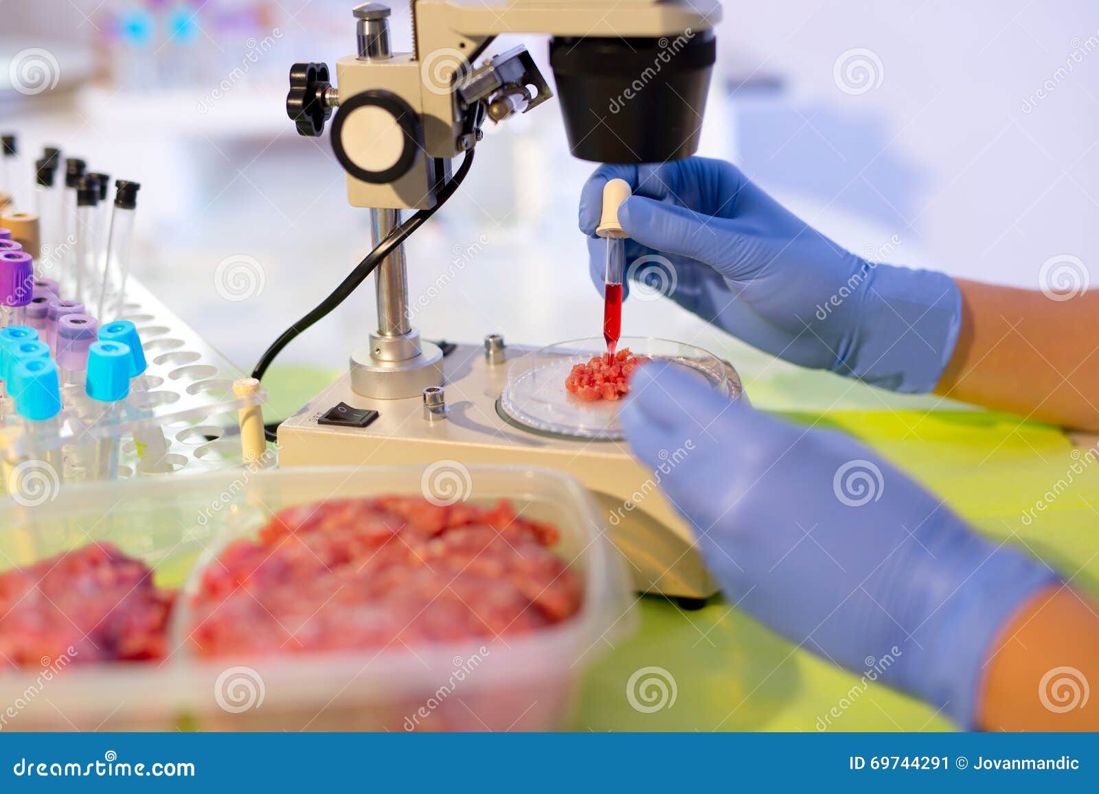 Food Quality Control Expert Inspecting at Meat Stock Image Image of