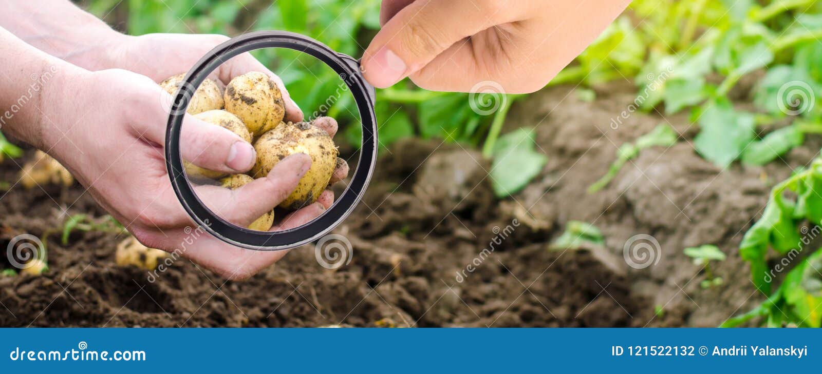 the food scientist checks potatoes for chemicals and pesticides. useful vegetables. pomology. a bush of young yellow potatoes, har