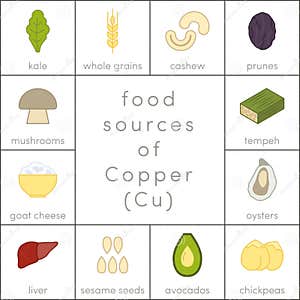 Copper Food Products With The Maximum Copper Cartoon Vector CartoonDealer 122035711 Copper Food Products With The Maximum Copper Cartoon Vector CartoonDealer 122035711
