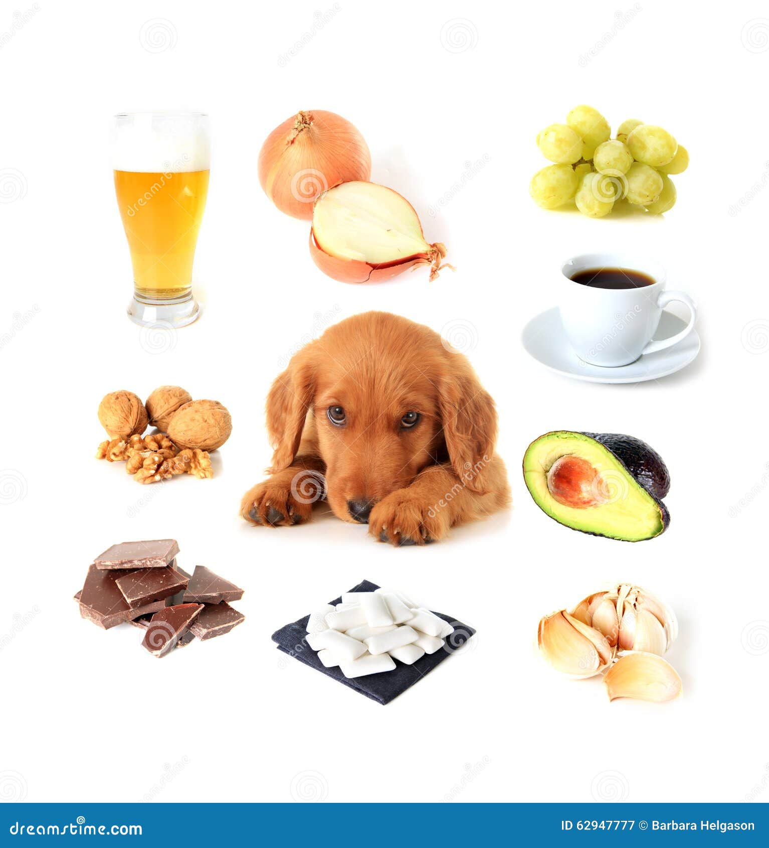 foods toxic to dogs