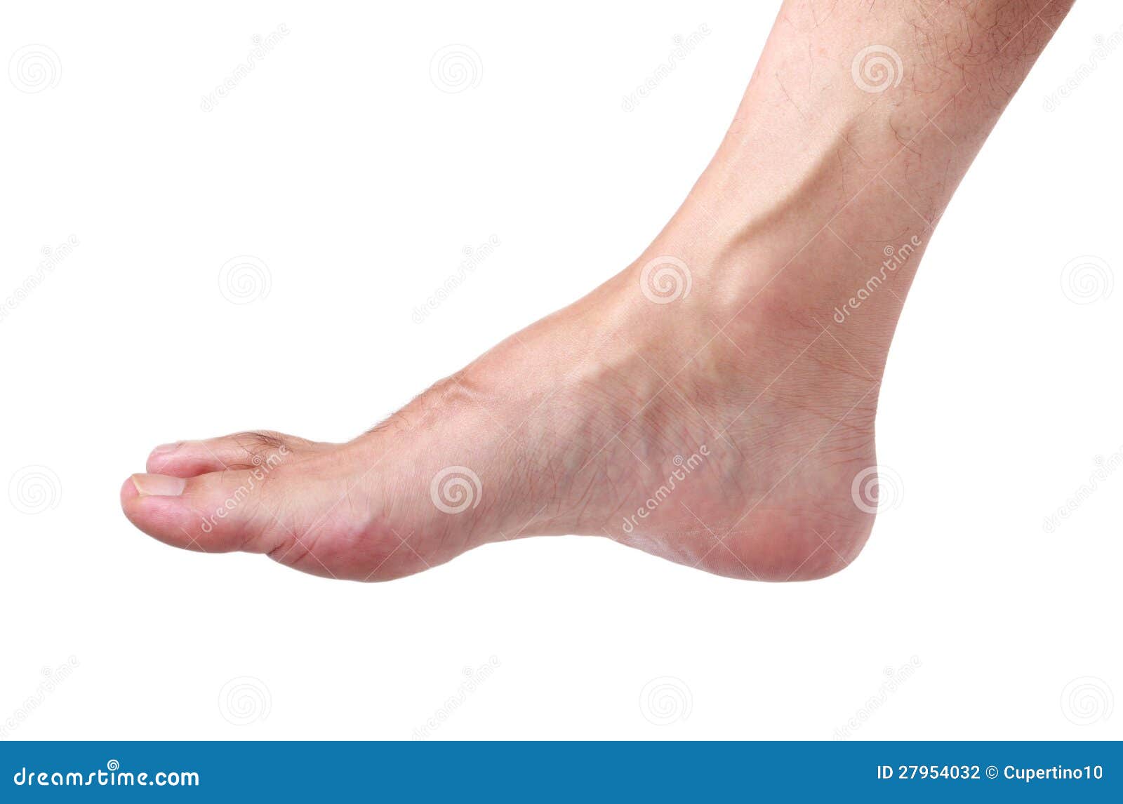 foot