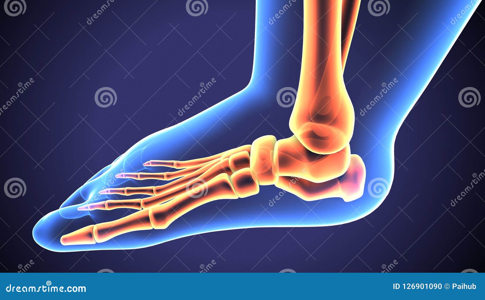 3d Illustration of Baby Foot Bones Anatomy Stock Illustration Illustration of segments