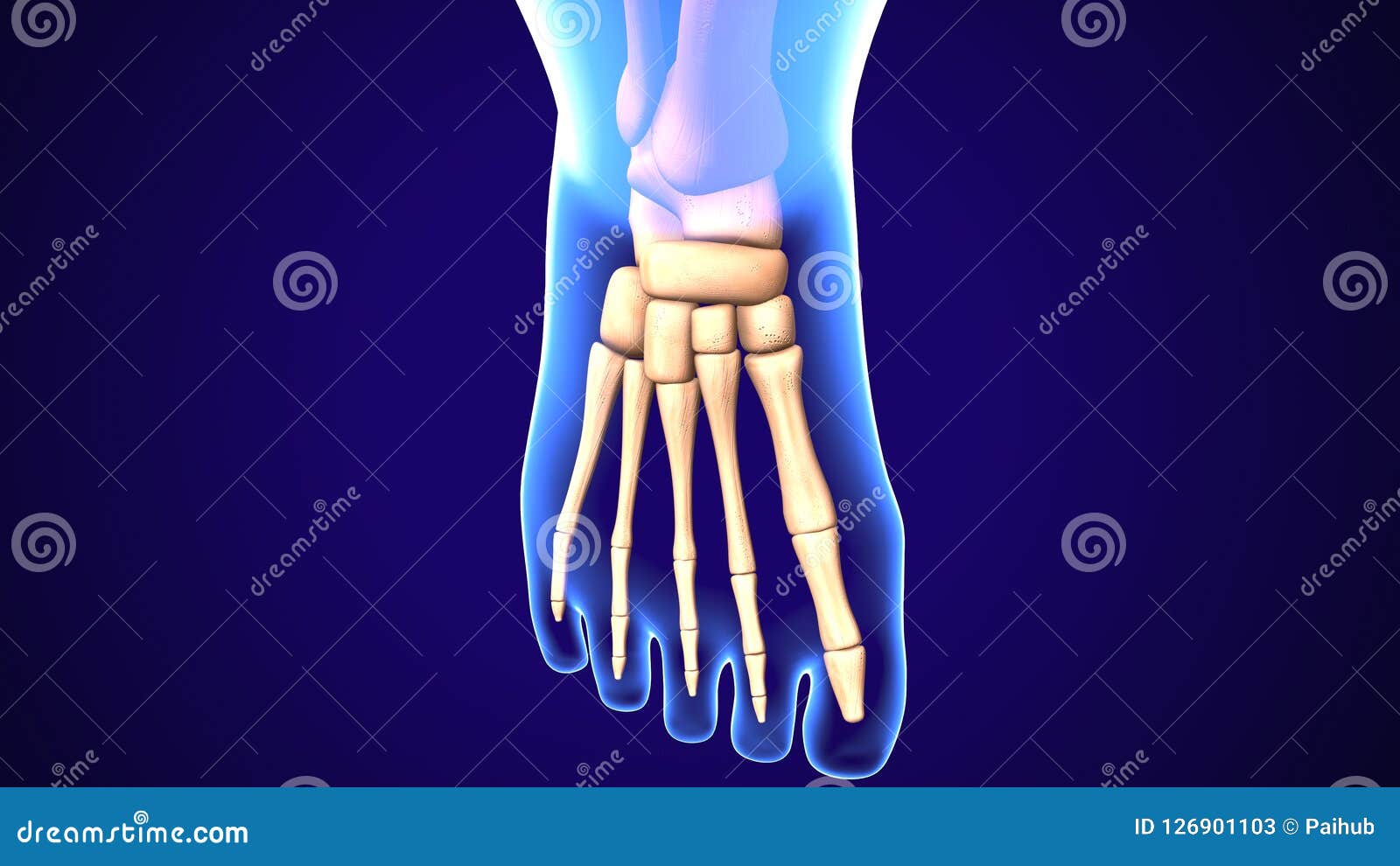 3d Illustration of Baby Foot Bones Anatomy Stock Illustration Illustration of nails, organ