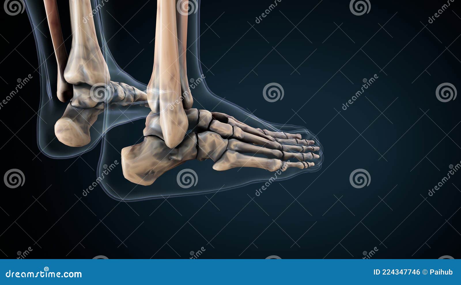 3d Illustration of Human Skeleton Foot Bone Anatomy. Stock Illustration Illustration of organ