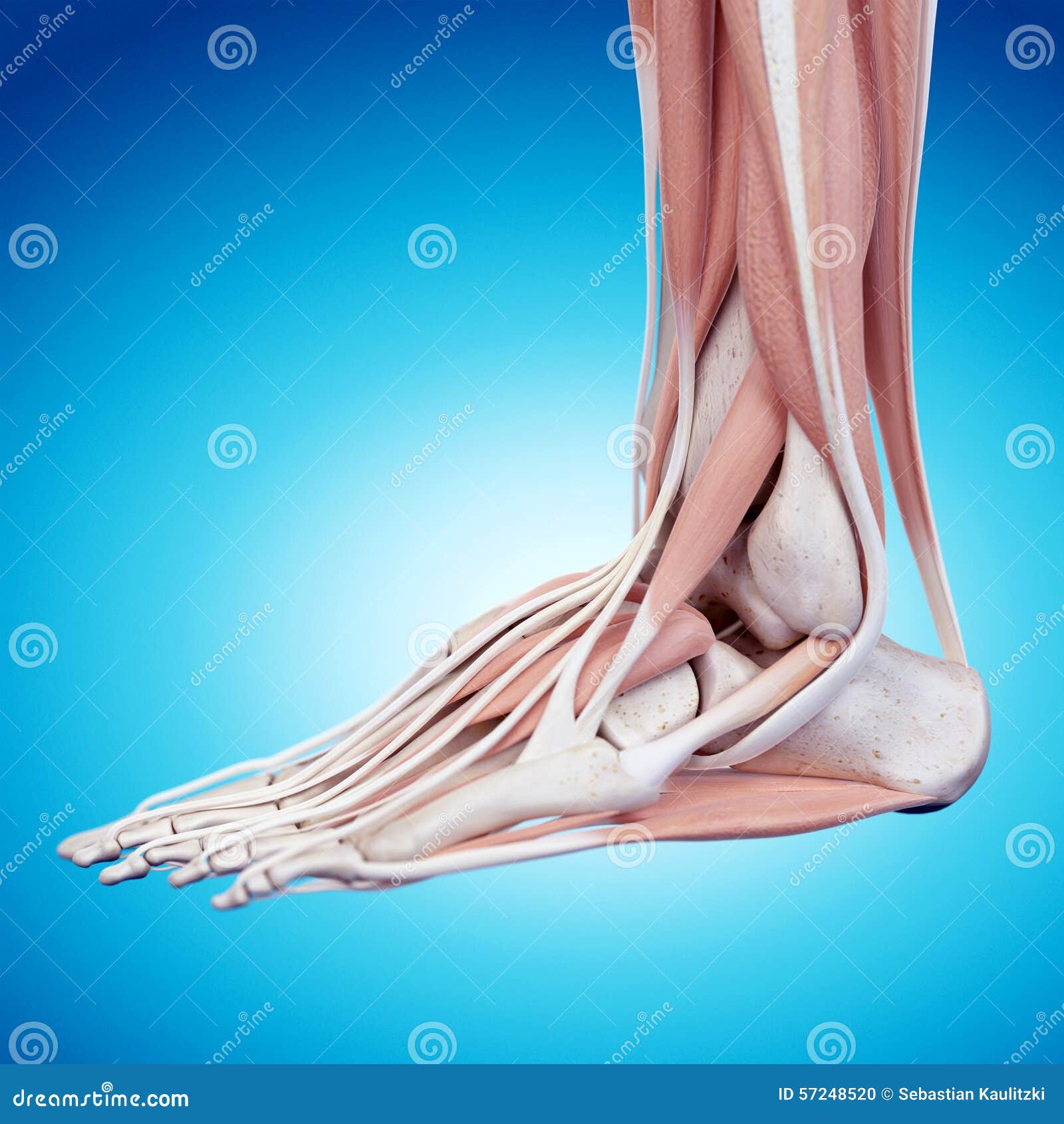 Foot Anatomy. Human Foot With The Name And Description Of All Bones And