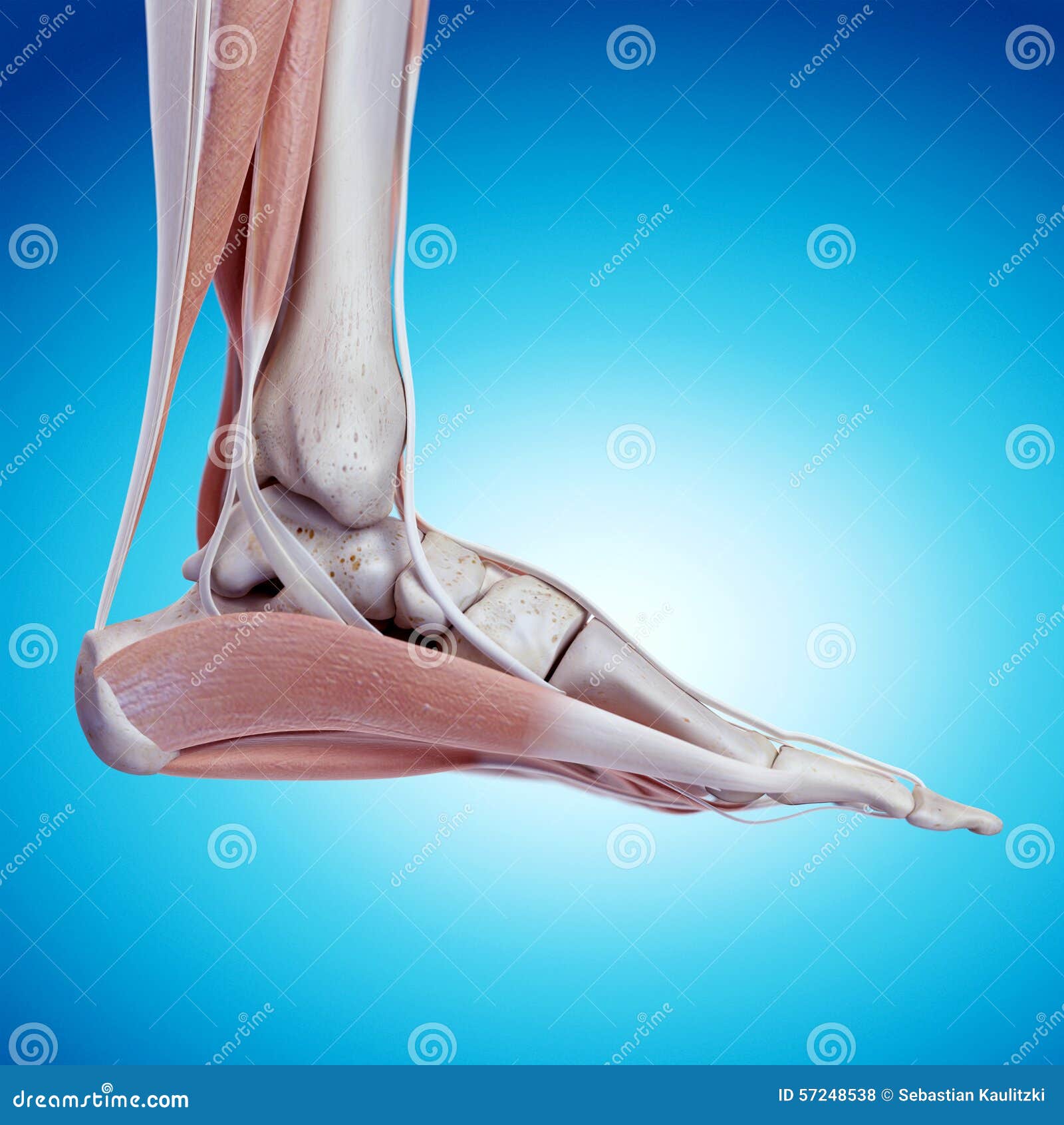 Dog Foot Paw And Leg Anatomy / Infographic Chart Vector CartoonDealer