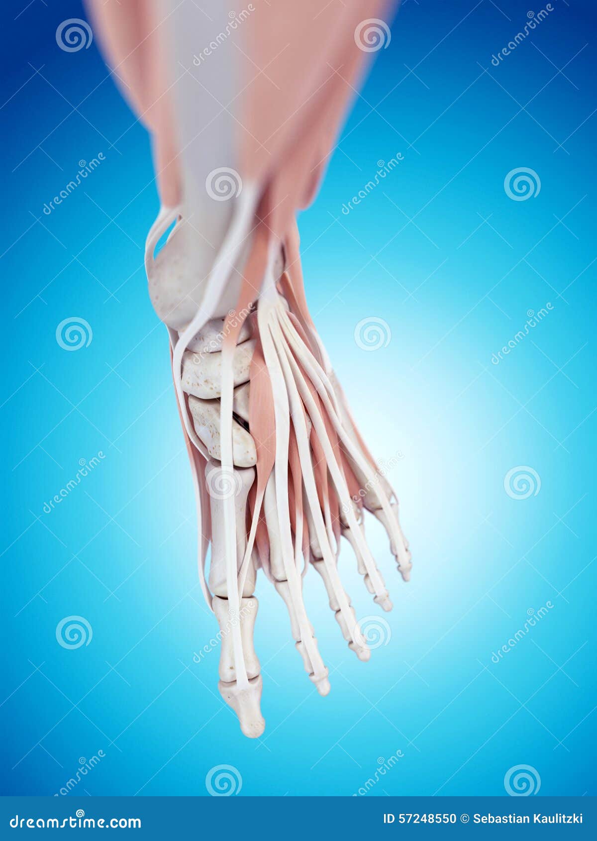 The foot anatomy stock illustration. Illustration of anatomy 57248550