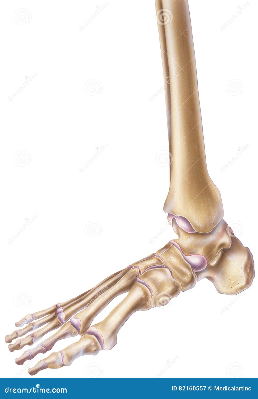 foot and ankle - bones & joints
