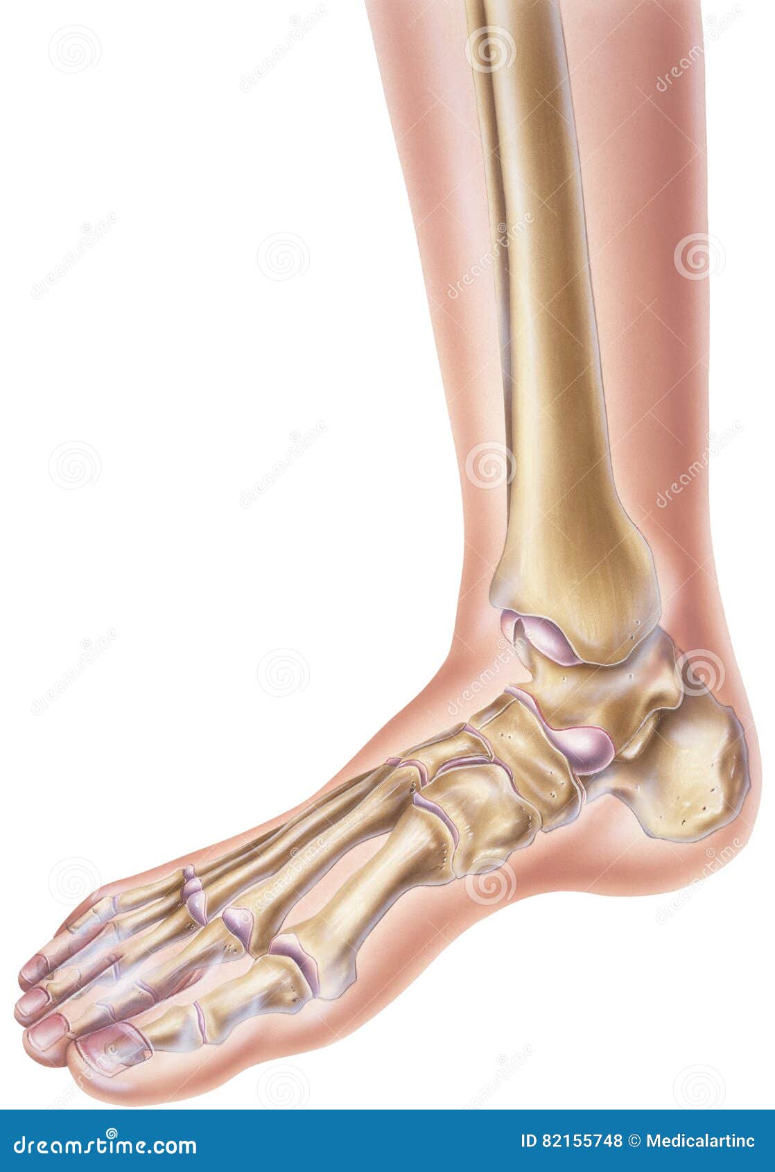 foot & ankle - showing bones and joints