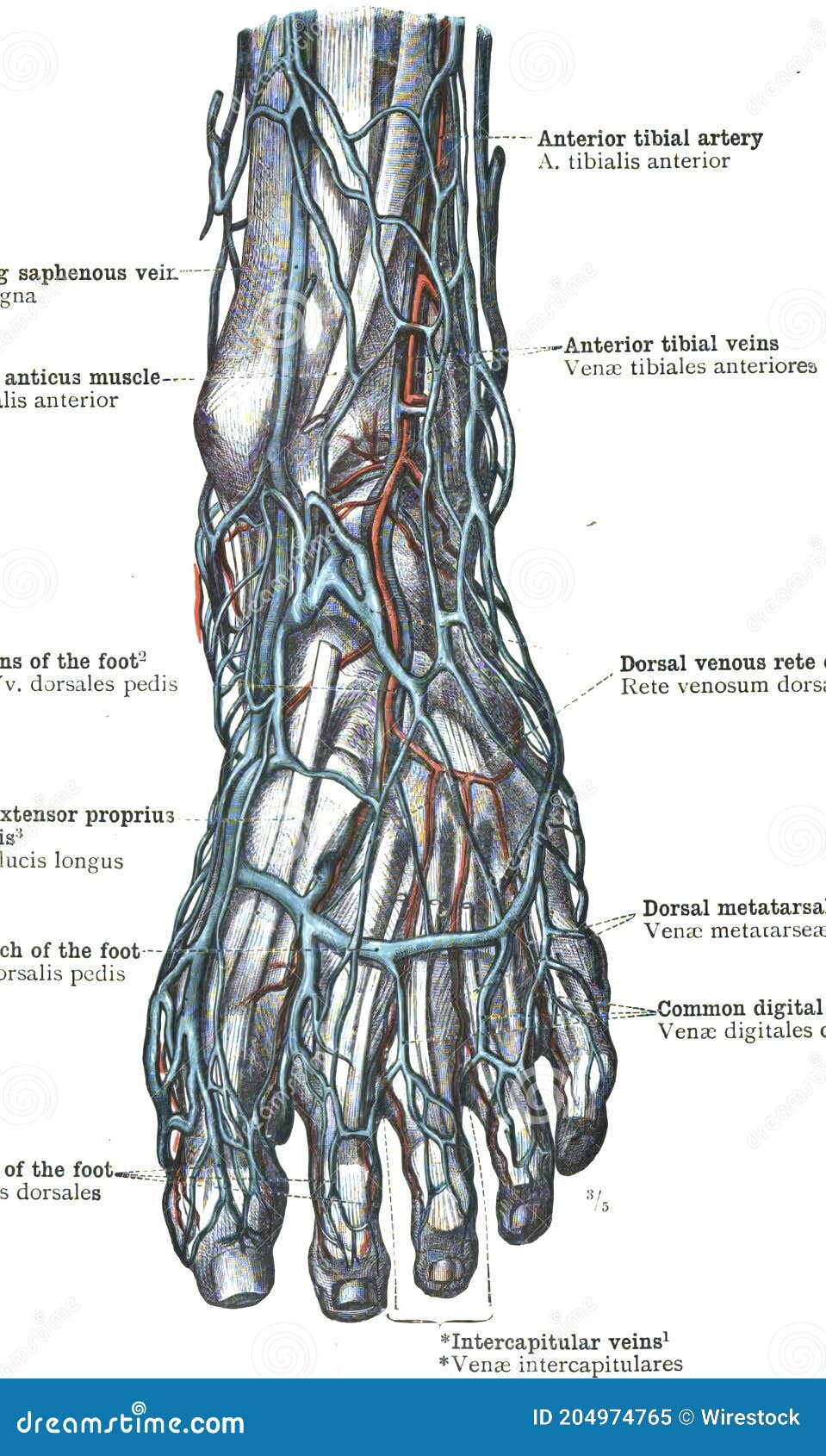 topography of arteries, and veins