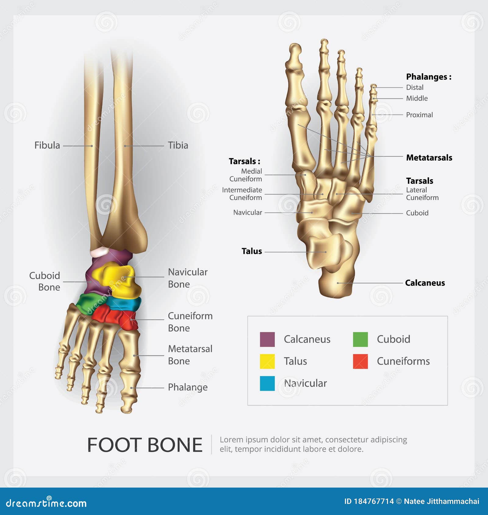 Foot Bone Anatomy Stock Vector Illustration Of Metatarsal 184767714