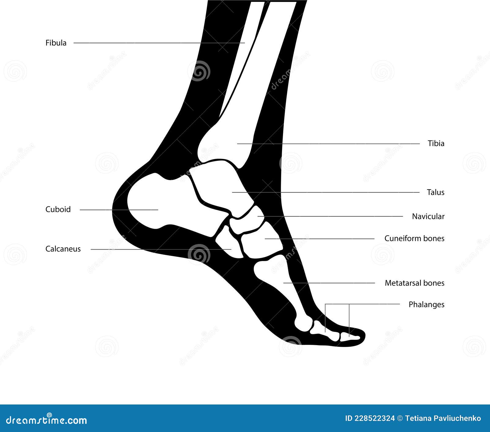 Foot bones anatomy stock vector. Illustration of flat - 228522324