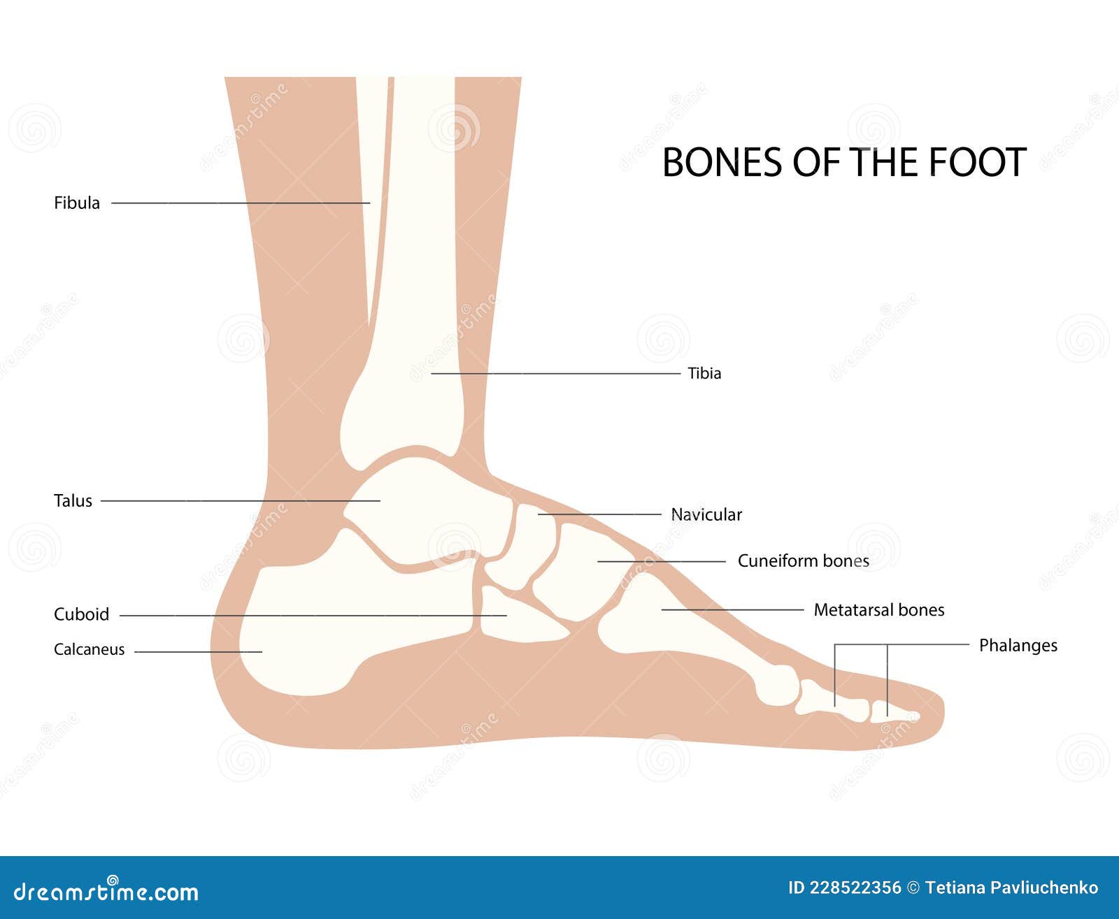 Foot bones anatomy stock vector. Illustration of anatomy - 228522356