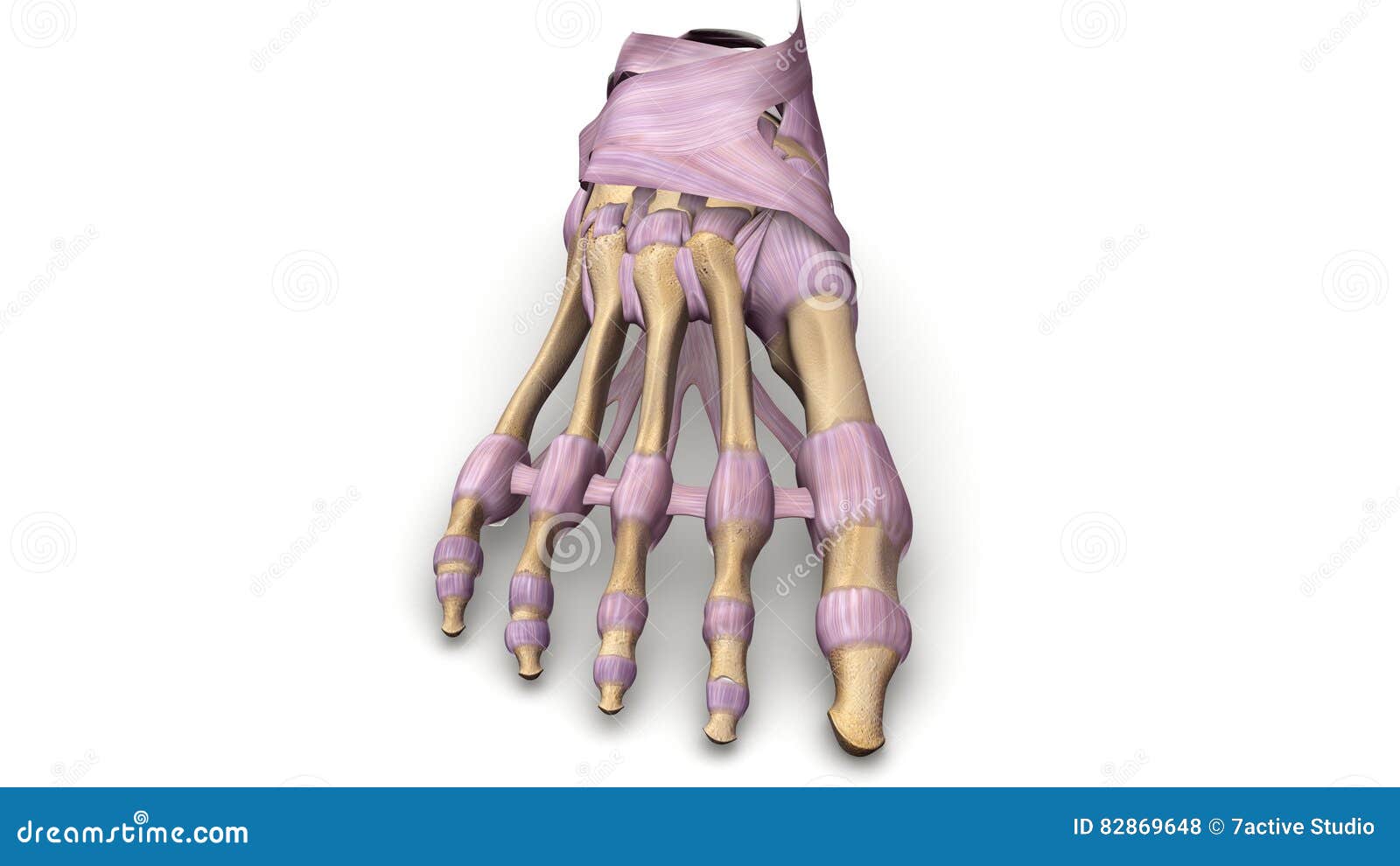 foot bones with ligaments anterior view