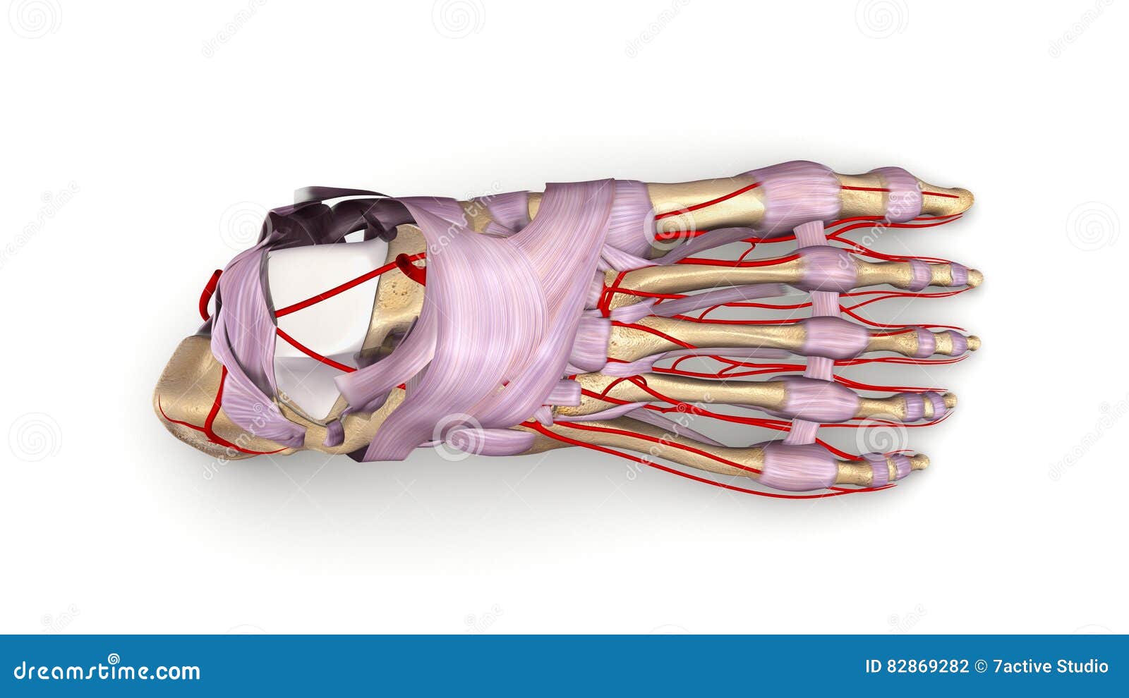 foot bones with ligaments and arteries top view
