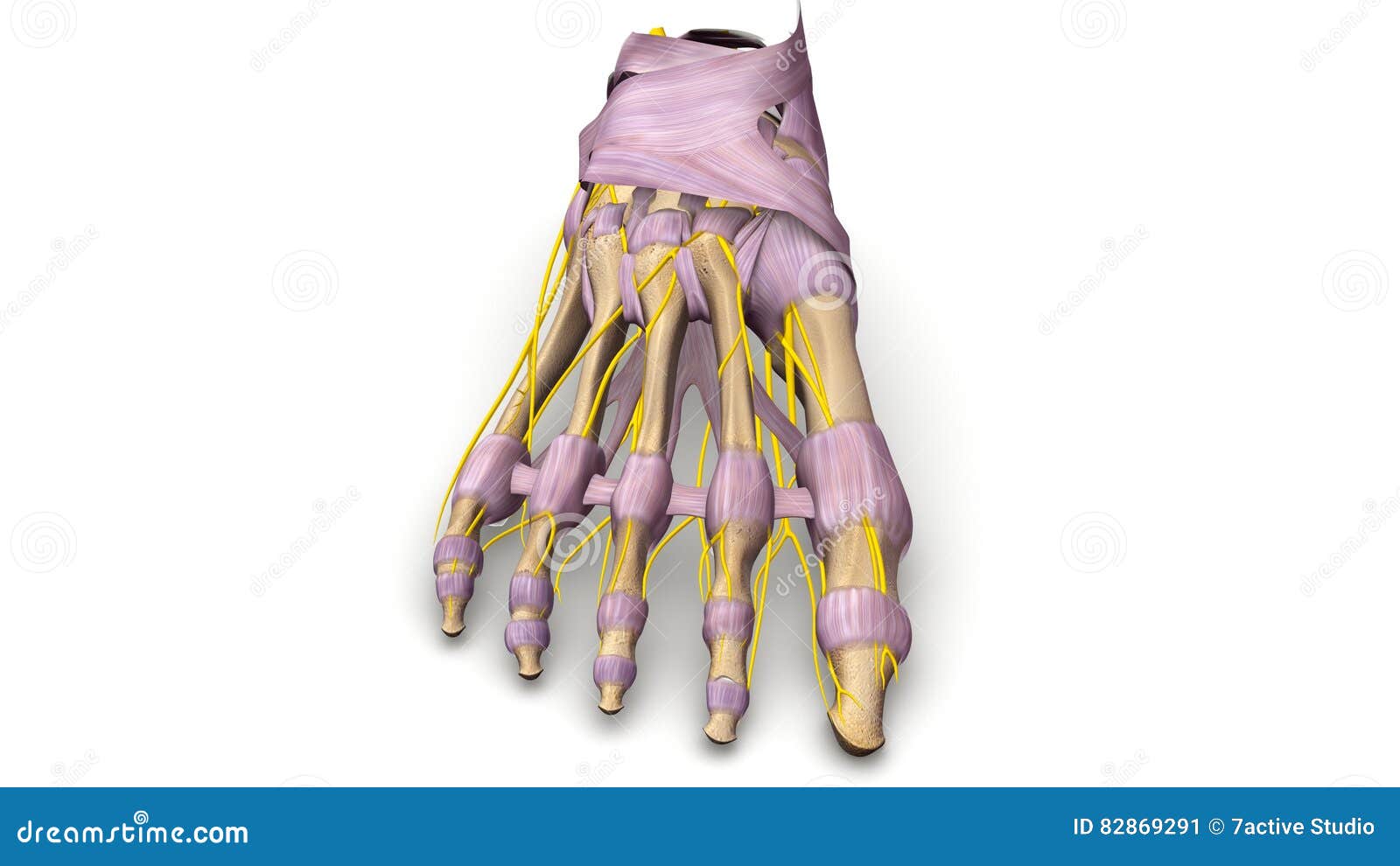 foot bones with ligaments and nerves anterior view