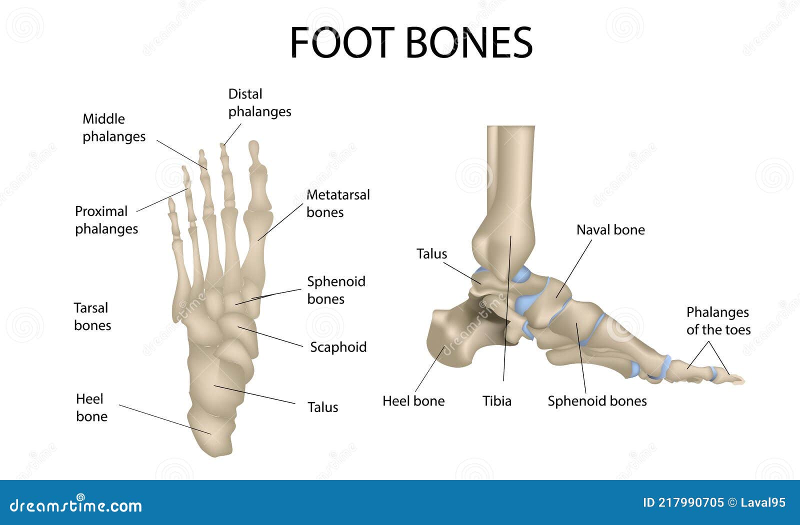 Foot Bones, Medical Illustrations and Teaching Materials, Anatomy ...
