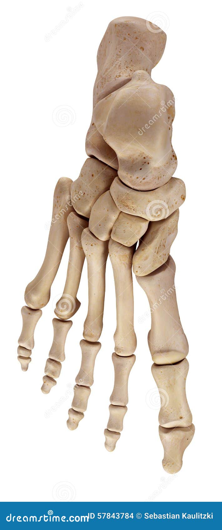 the foot bones