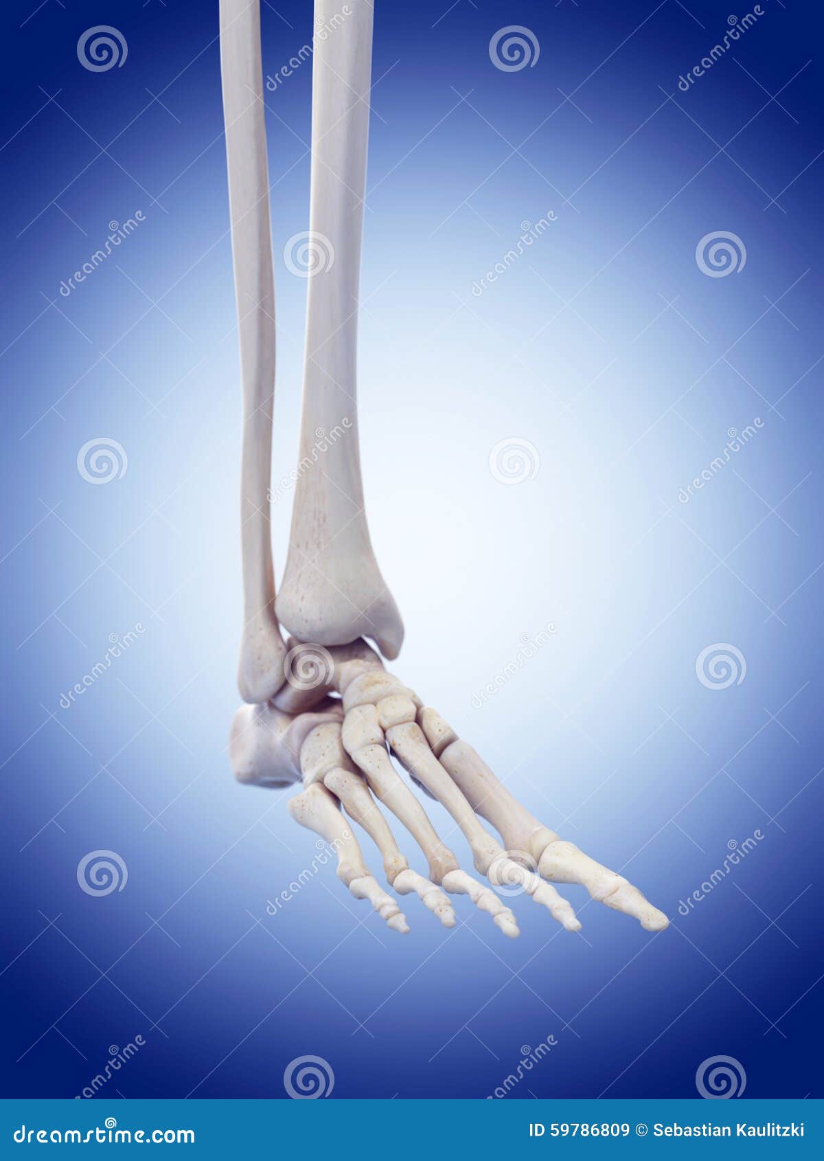 Foot Bones With Ligaments And Nerves Anterior View RoyaltyFree Stock