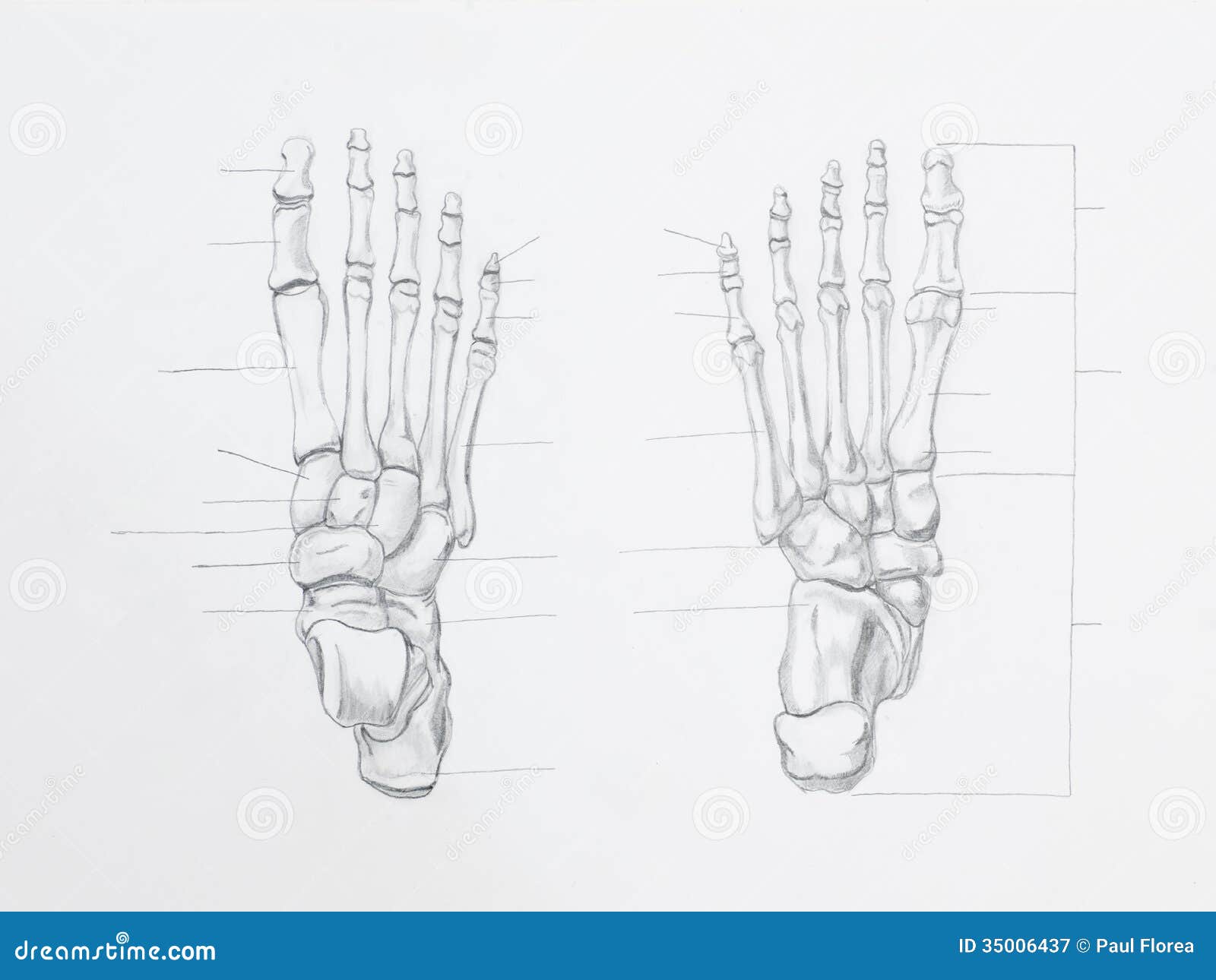 foot bones pencil drawing