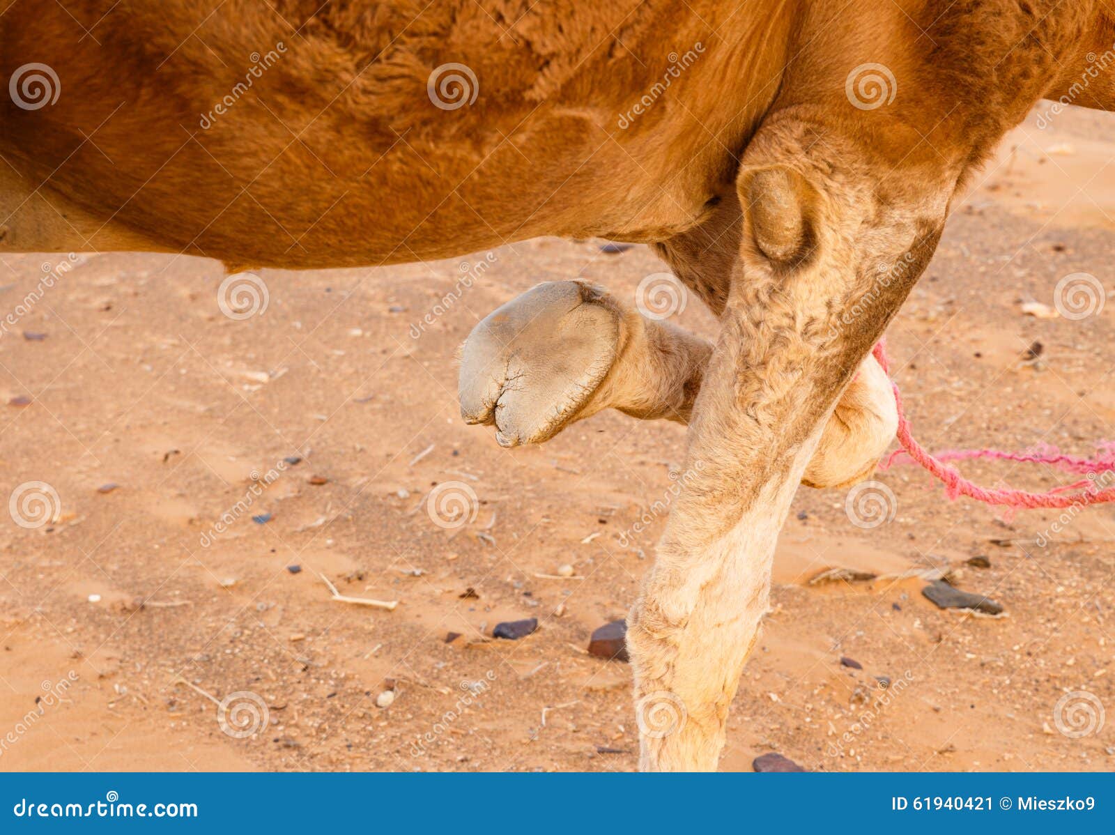 Foot of a camel stock image. Image of sahara, safari 61940421